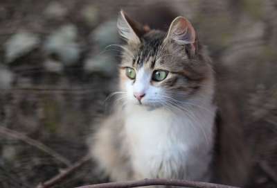 那只猫 猫似的 有色 动物 看 美丽