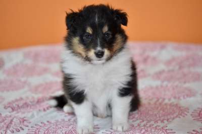 小狗 小狗的设得兰群岛牧羊犬 动物 狗 年轻的狗