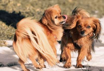 乳头状 小狗 雪 播放 玩耍 冬天 宠物 动物 国内的 犬类