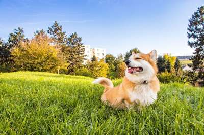 快乐的 笑脸 幸福 爱 彭布罗克威尔士柯基犬 威尔士柯基犬 柯基犬