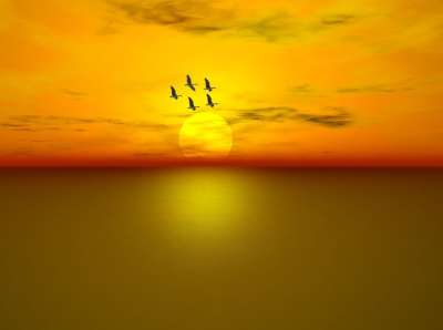海 海洋 鹅 飞行 日落 天空 云 水 地平线 美丽的 反射