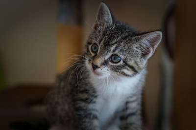 宿醉 小的 鲭鱼 小猫 家猫 家畜 可爱的 猫 猫宝宝 猫脸