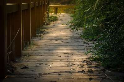 木板 小桥 阳光 草地 秋天