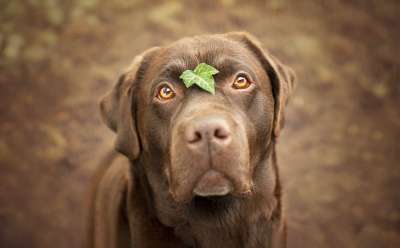 狗 犬类 叶子 脸 拉布拉多犬 宠物 国内的