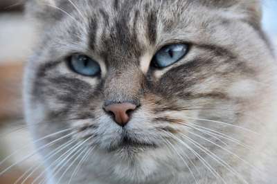 猫 猫科动物 哺乳动物 猫蓝色的眼睛 鼻子的粉红色的猫 小胡子 自然
