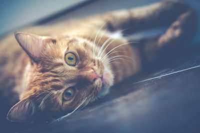 红色的 猫 宠物 动物 可爱的 可爱猫咪 肖像 基蒂 年轻