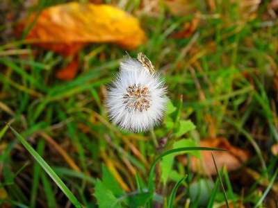 蒲公英 绿色 草 工厂 起毛 盛开 花 自由 花园 花朵 光
