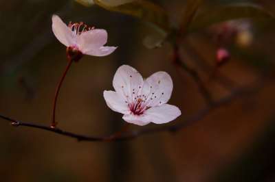 梅花 花朵 春天 花瓣 粉红色的花朵 盛开 芽 开花 树