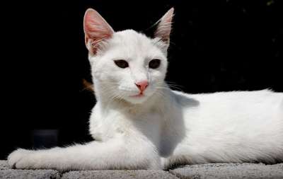 可爱的 猫 动物 宠物 肖像 白色的 小猫 黑猫 黑色物