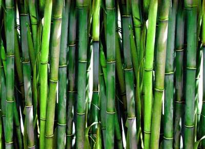 竹子 森林 绿色 植物 木头 亚洲 日本人 东方的 禅 亚洲人