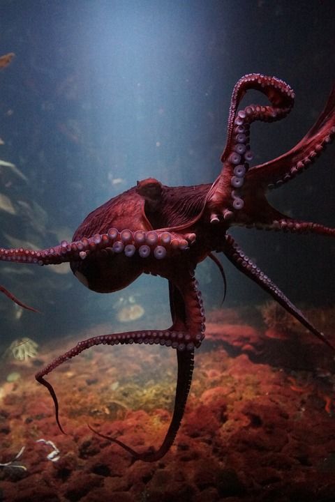 章鱼 海水下生活 海洋 动物群 水 无脊椎动物 生物学 动物