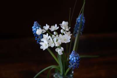 蓝色葡萄风信子 开花 蓝色的 白色的花 花 春天的花朵 关闭