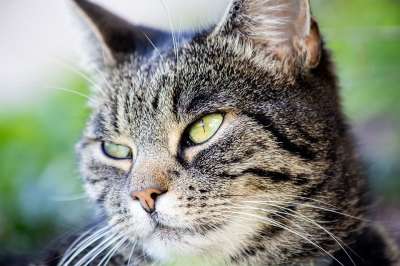 猫 动物 野生动物 哺乳动物 家猫 动物肖像 头 看法
