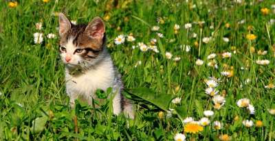 猫 花园 草 绿色 基蒂 动物 绿草