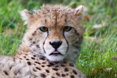 猎豹幼崽 猎豹 野生动物 动物 猫 猫科动物 可爱的 苹果浏览器