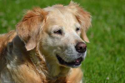 金毛猎犬 猎犬 金毛猎犬头 狗 动物肖像 小狗 大狗 家畜