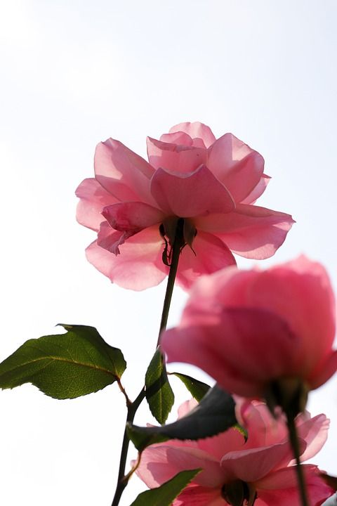 玫瑰 花园 花 植物 粉红色 大自然 浪漫的 花瓣 七彩