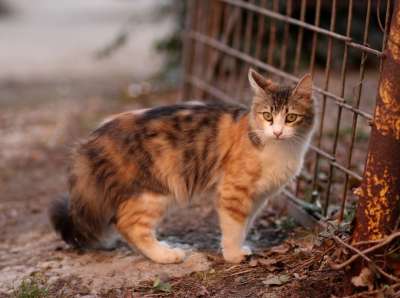 那只猫 猫似的 有色 动物 看 美丽