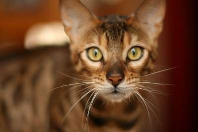 孟加拉猫 猫 猫科动物 宠物 孟加拉 动物 可爱的 国内的 肖像