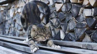 动物 背景 猫 梦 对于负担 弓 爪 猫咪 木柴 村 俄罗斯