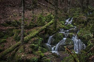 Wehraschlucht 黑森林 森林 景观 自然 户外 荒野