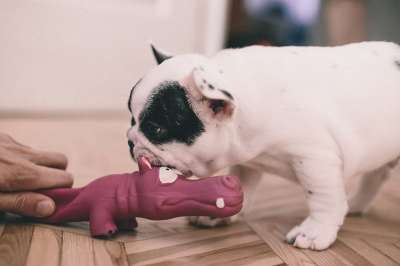动物 人们 可爱的 斗牛犬 犬类 狗 斗争 法语 法国人 游戏