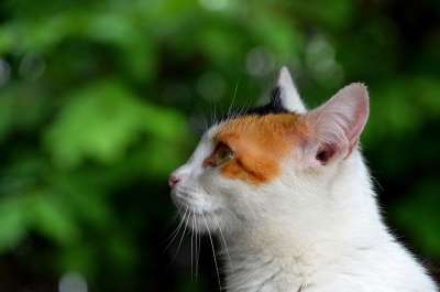 猫 注意 看 小猫 纵向 配置文件 耳朵 胡子 可爱 动物医院