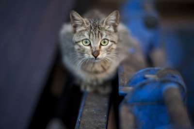 可爱 动物 自然 宠物 街 小猫 美容 美丽 户外的 猫