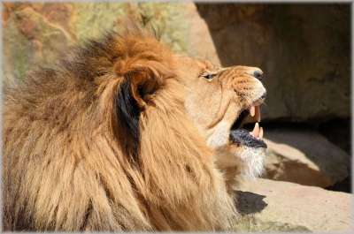 狮子 母狮 野生动物 猎人 动物 动物园 Artis 阿姆斯特丹