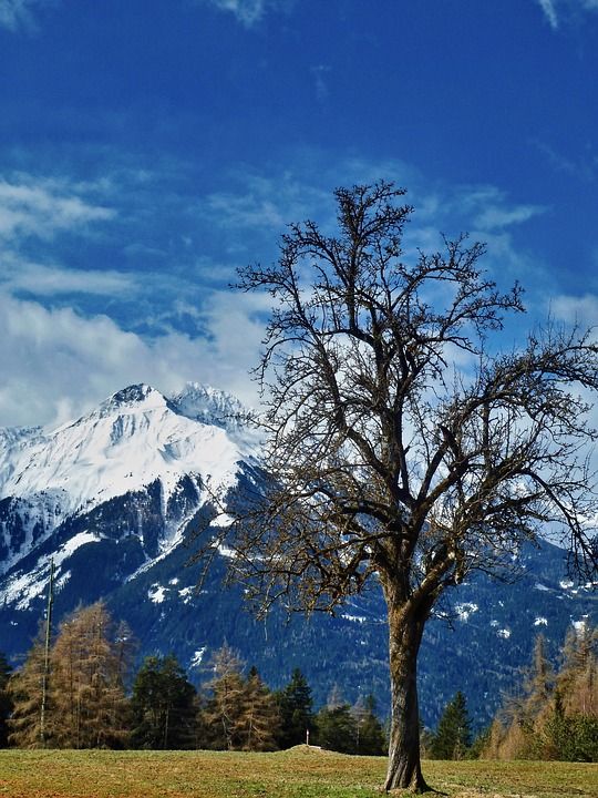 树木 阿尔卑斯山 山 景观 环境 自然
