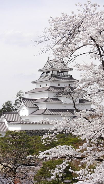 日本 樱花 春天 敦贺城 福岛 会津 会津若松 旅游目的地 地标