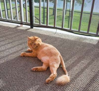 猫科动物 猫 橙色的 狮子剪 国内的 可爱的 动物 年轻 毛皮