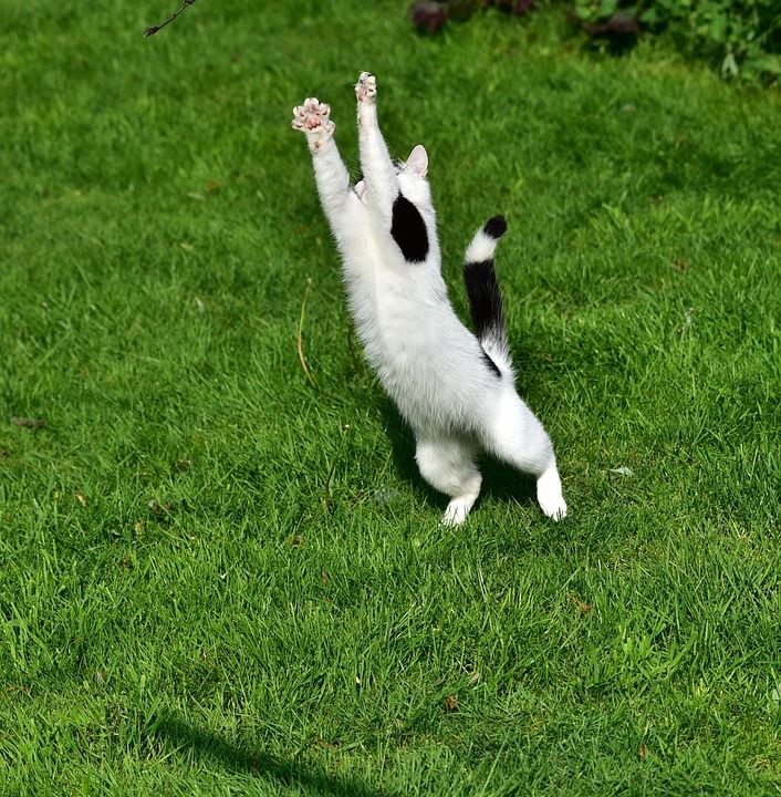 猫 俏皮的 家畜 动物 可爱的 毛皮 家猫 野生动物 好奇的