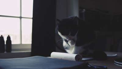 猫 小猫 宠物 动物 桌子 记事本 纸 灰色的纸张 灰色书桌