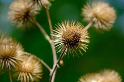 牛蒡 野生植物 褪色 自然 野花 狼药 带刺的