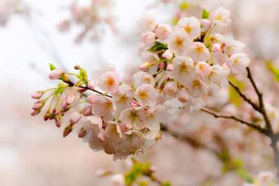 花 枝杈 树 丰富多彩的 春天的时候 棕色的弹簧 棕色的花 棕树
