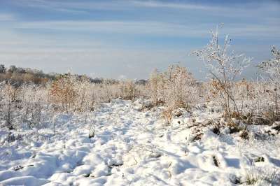 景观 泥炭 泊 雪 霜 树木 寒冷的