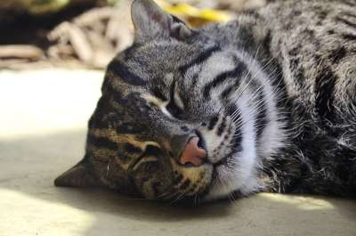 钓鱼猫 捕食者 猫 稀有的 打猎 受保护 动物