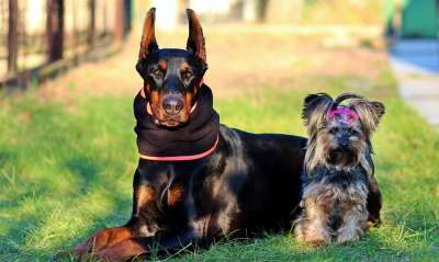 杜宾 约克夏犬 狗 友谊 可爱