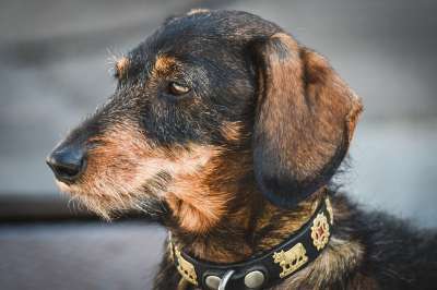 腊肠犬 狗 宠物 犬类 动物 毛皮 鼻子 哺乳动物 狗肖像