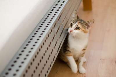 猫 家猫 达乔维茨 小猫 一个整齐干净的猫 猫的眼睛 最喜欢的