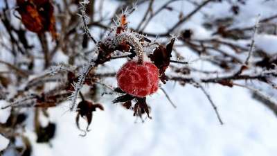 冬天 霜 玫瑰果 冻结 雪