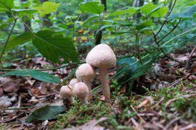蘑菇 森林 苔藓 森林地面 自然 落下 湿的