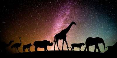 动物 银河 星系 大象 长颈鹿 天空 夜晚 星星 狗 猫