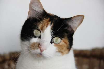 猫 宠物 动物 国内的猫 猫科动物 哺乳动物 可爱的 肖像