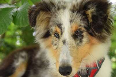 狗 设得兰群岛牧羊犬 婊子跳过蓝色 吉祥物 可爱 墙眼狗 松露的狗