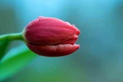 郁金香 春天的花朵 花 开花 春天的开始 春天 露珠 关闭
