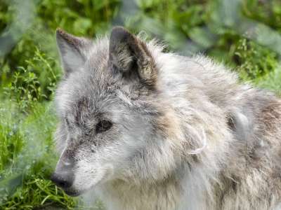 灰狼 狼 荒野 动物 野生动物 自然 哺乳动物 捕食者 犬类