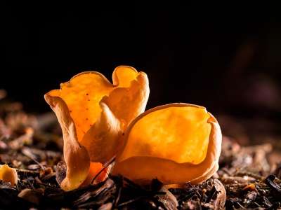 蘑菇 狗的耳朵 Otidea Leporina 森林地面 软管真菌