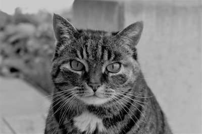 猫 鲭鱼 动物 大花猫 家猫 家畜 猫眼 猫脸